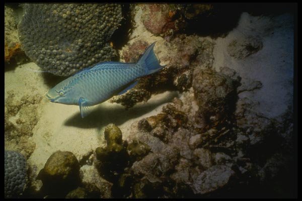164057 Blue Parrotfish A4 Photo Print