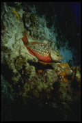 164058 Tile Fish And Yellowheaded Wrasse A4 Photo Print