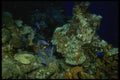 164059 Blue Chromees On Reef A4 Photo Print