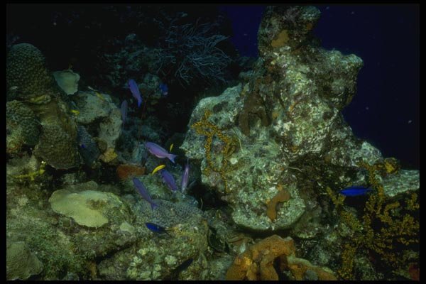 164059 Blue Chromees On Reef A4 Photo Print