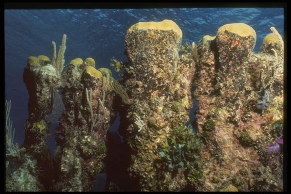 164060 Coral Cliffs A4 Photo Print