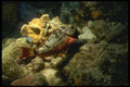 164062 Red Tilefish A4 Photo Print