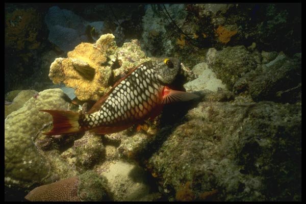 164062 Red Tilefish A4 Photo Print