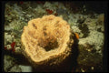 164063 Basket Sponge A4 Photo Print