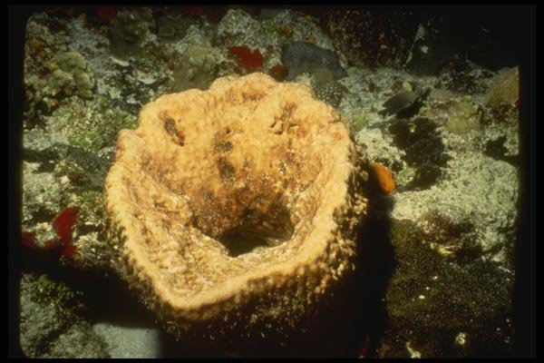 164063 Basket Sponge A4 Photo Print
