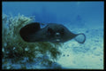 164064 Black Stingray And Seaweed A4 Photo Print