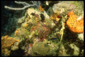 164065 Soft And Hard Coral, Composition A4 Photo Print