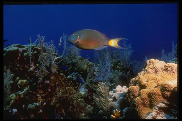 164066 Red banded Parrotfish A4 Photo Print