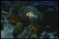 164067 Triggerfish A4 Photo Print