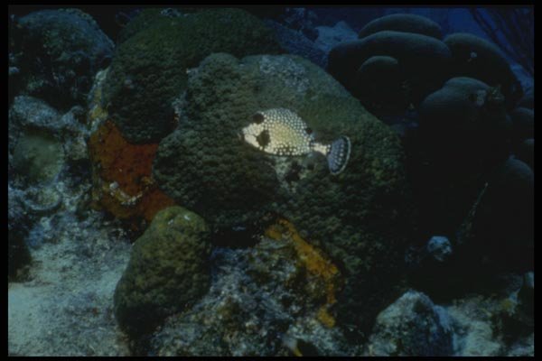 164067 Triggerfish A4 Photo Print