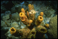 164068 Triggerfish On Tube Sponge A4 Photo Print