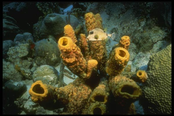 164068 Triggerfish On Tube Sponge A4 Photo Print