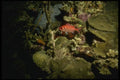 164070 Black Bar Soldier Fish A4 Photo Print