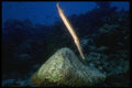 164071 Trumpet Fish A4 Photo Print