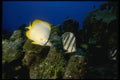 164073 Banded And Butterfly Fish A4 Photo Print