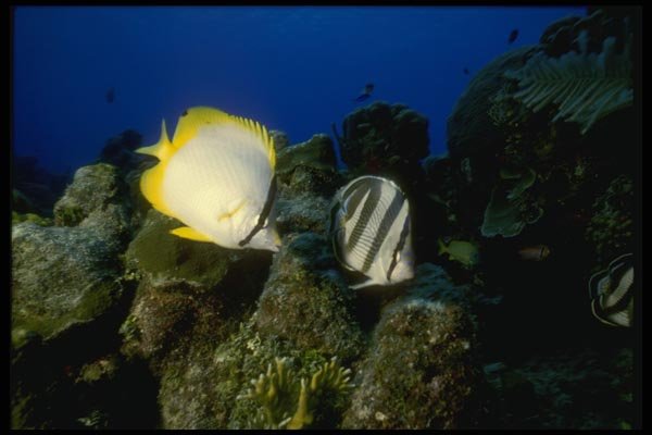 164073 Banded And Butterfly Fish A4 Photo Print