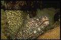164074 Spotted Moray Eel Leaving Cave A4 Photo Print