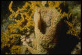 164075 Spotted Moray Eel In Coral Head A4 Photo Print