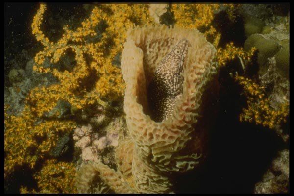 164075 Spotted Moray Eel In Coral Head A4 Photo Print