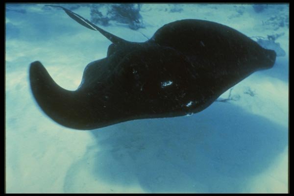 164076 Black Stingray Over Sand A4 Photo Print