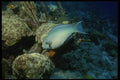 164077 Parrotfish Feeding A4 Photo Print