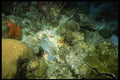 164078 Triggerfish On Reef A4 Photo Print