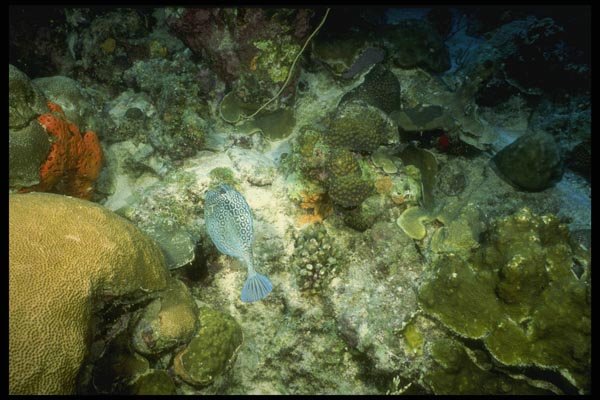 164078 Triggerfish On Reef A4 Photo Print