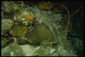 164079 Green Coral Formations A4 Photo Print
