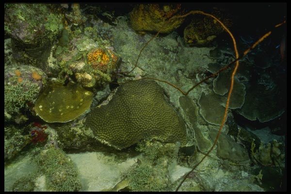 164079 Green Coral Formations A4 Photo Print