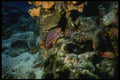 164080 Red Snapper On Colorful Reef A4 Photo Print