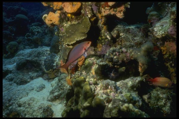 164080 Red Snapper On Colorful Reef A4 Photo Print