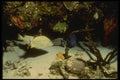 164081 Striped Grunt, Blue Chromees And Moray Eel A4 Photo Print