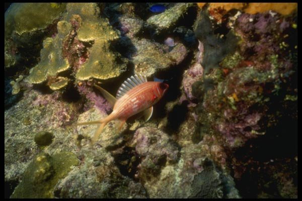 164082 Soldier Fish On Reef A4 Photo Print