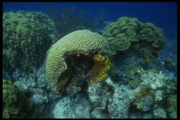 164083 Inside Of Coral A4 Photo Print