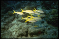 164086 School Of Yellowtails A4 Photo Print