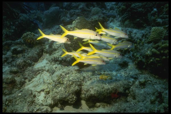 164086 School Of Yellowtails A4 Photo Print