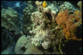 164087 Yellow Frogfish On Coral A4 Photo Print