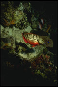164088 Tilefish Hunting Blue Chromees A4 Photo Print