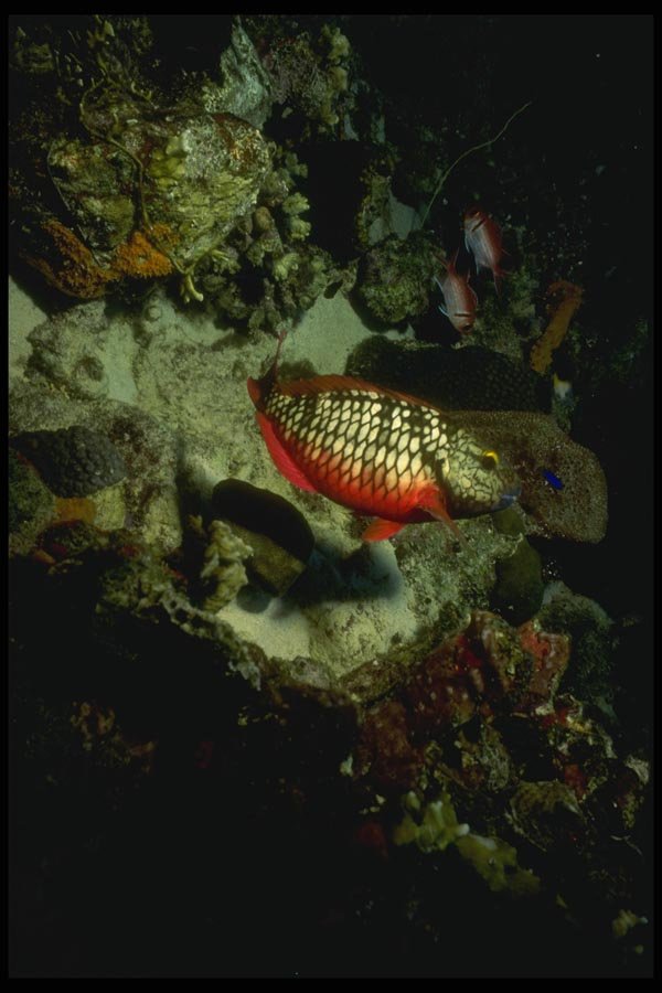164088 Tilefish Hunting Blue Chromees A4 Photo Print