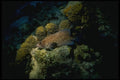 164089 Blue tailed Snapper A4 Photo Print