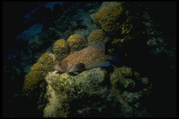 164089 Blue tailed Snapper A4 Photo Print