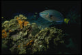 164090 Stoplight Parrotfish At Night A4 Photo Print