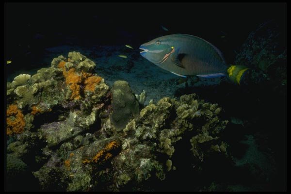 164090 Stoplight Parrotfish At Night A4 Photo Print