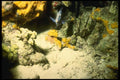 164091 Blue Chromees Leaving Cave A4 Photo Print