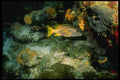 164092 Yellow tailed Jack A4 Photo Print