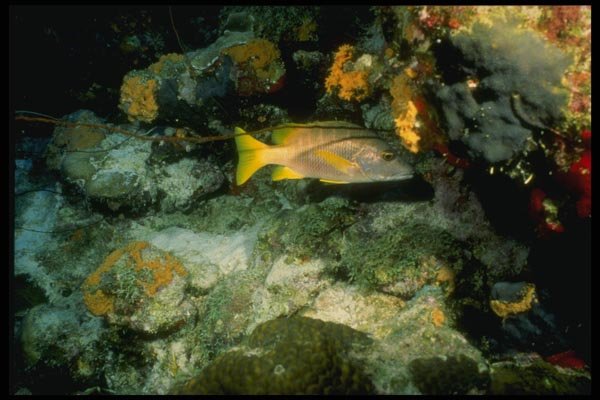 164092 Yellow tailed Jack A4 Photo Print