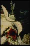 164093 Climbing Moray Eel A4 Photo Print