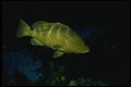 164094 Nassau Grouper In The Dark A4 Photo Print