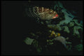 164096 Red lipped Tiger Grouper A4 Photo Print