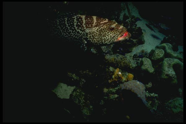 164096 Red lipped Tiger Grouper A4 Photo Print